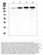 Anti-SRCIN1 Antibody Picoband®