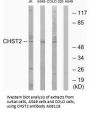 Anti-CHST2 Antibody
