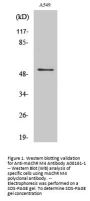 Anti-mAChR M4 Antibody