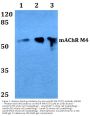 Anti-mAChR M4 (P277) Antibody