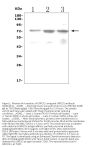 Anti-LRRC32 Picoband® Antibody