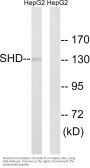 Anti-SHD Antibody