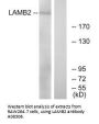 Anti-LAMB2/Laminin S Antibody
