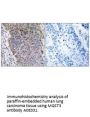 Anti-MGST3 Antibody