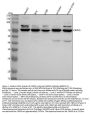 Anti-CAPN5 Antibody Picoband®