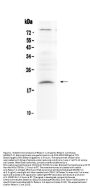 Anti-Relaxin 1/RLN1 Antibody Picoband®
