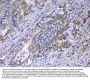 Anti-Relaxin 1/RLN1 Antibody Picoband®