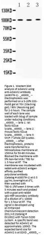 Anti-ADAM2 Antibody Picoband®