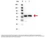 Anti-alpha-Tubulin Tuba1b Antibody