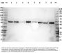 Anti-alpha-Tubulin Tuba1b Antibody