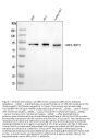 Anti-ABP1/AOC1 Antibody Picoband®