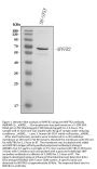 Anti-NPFFR2 Antibody Picoband®
