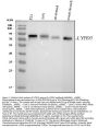 Anti-LYPD3 Antibody Picoband®
