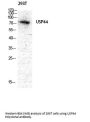 Anti-USP44 Antibody