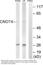 Anti-CNOT4 Antibody