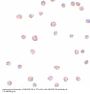 Anti-ARHGAP18 Antibody