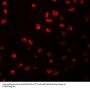 Anti-ARHGAP18 Antibody