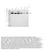 Anti-BRD9 Antibody Picoband®