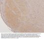 Anti-LMTK3 Antibody Picoband®