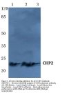 Anti-CHP2 Antibody