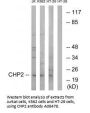 Anti-CHP2 Antibody