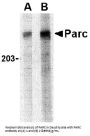 Anti-PARC CUL9 Antibody