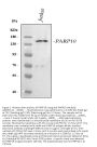 Anti-PARP10 Antibody Picoband®