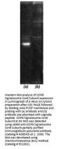Anti-COP9 Signalosome Csn6 Subunit COPS6 Antibody