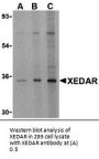 Anti-XEDAR EDA2R Antibody