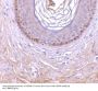 Anti-XEDAR EDA2R Antibody