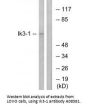 Anti-Ik3-1 CABLES1 Antibody
