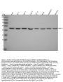 Anti-RBM17 Antibody Picoband®