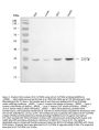 Anti-EF-Ts/TSFM Antibody Picoband®