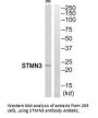 Anti-STMN3/Sclip Antibody