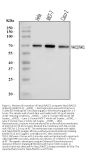 Anti-Nac1/NACC1 Antibody Picoband®