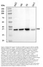 Anti-Calponin 2/CNN2 Antibody Picoband®