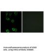 Anti-Calponin-2 CNN2 Antibody