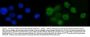 Anti-SP6 Antibody Picoband®