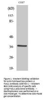 Anti-Forkhead box protein L1 FoxL1 Antibody