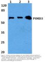 Anti-PSMD3 Antibody