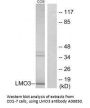 Anti-LIM domain only protein 3 LMO3 Antibody
