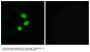 Anti-TSH2 TSHZ2 Antibody
