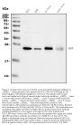 Anti-RHOF Antibody Picoband®