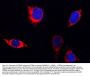 Anti-PITRM1 Antibody Picoband®