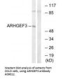 Anti-ARHGEF3/Xpln Antibody