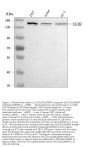 Anti-SDCCAG1/NEMF Antibody Picoband®