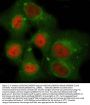 Anti-SDCCAG1/NEMF Antibody Picoband®