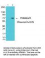 Anti-Potassium Channel Kv3.2b KCNC2 Antibody
