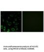 Anti-RPS4X Antibody