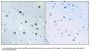 Anti-MYO1D/Myosin Id Antibody